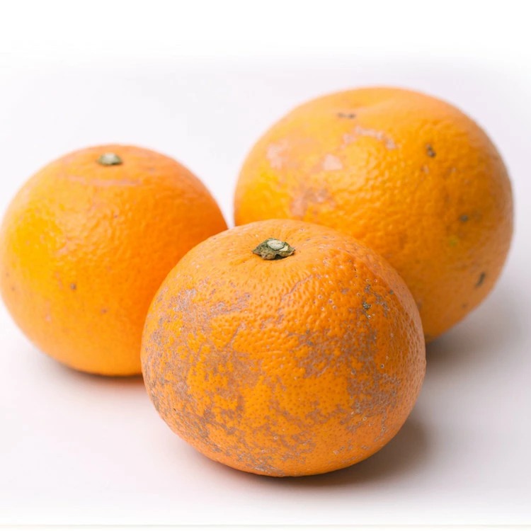 ＜1月より発送＞家庭用 はっさく2.5kg+250g（傷み補償分） ｜ 八朔みかん わけあり 訳あり ワケアリ ※2026年1月上旬～3月下旬頃に順次発送予定 ※北海道・沖縄・離島への配送不可 ◇