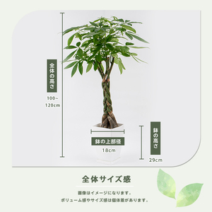 2026年6月頃～発送【観葉植物】パキラ 100cm～120cm Green Base IB003-002 観葉植物 ※北海道・沖縄・離島配送不可