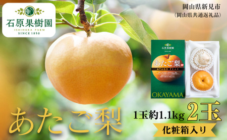 あたご梨 2玉 贈答 化粧箱 赤秀 約1.1kg玉【先行予約 2026年11月中旬から順次発送】