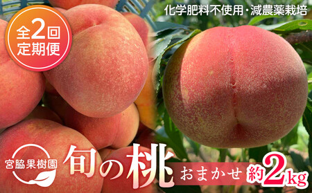 【定期便 全2回／2026年8・9月発送】＜旬の桃おまかせ約2kg・6～9玉＞×2回（自家製有機肥料・減農薬・化学肥料無使用）