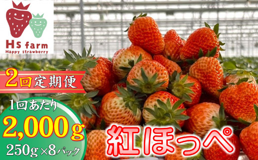 【数量限定 / 先行予約】 2回定期便 新鮮いちご〈品種：紅ほっぺ〉 約2kg (250g×8パック) Happy Strawberry 旬の時期に収穫してすぐ発送！ 【 訳あり いちご フルーツ 旬 小分け 人気 岩手 陸前高田 】