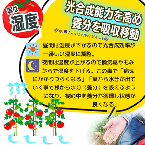まっことうまい！水田さんのフルーツトマト【約２kg×2箱 / 化粧箱入】