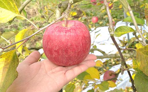 【令和7年産先行予約】 《極上》極み選果 完熟みつ入りふじりんご 約4kg (10～12玉 3～4L) 木箱入り 《令和7年12月中旬～発送》 【全国りんご選手権 銀賞】 『船中農園』 山形県 南陽市