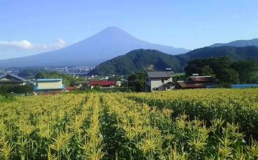 ＜2025年先行予約＞【富士山の麓で育つ】富士河口湖町産 Inakakaraとうもろこし「ゴールドラッシュ」10本入 FBA005