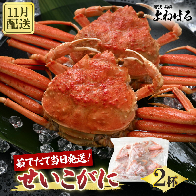【ふるさと納税】【先行予約】天然 せいこがに × 2杯 希少な220g以上のサイズを厳選！ 茹でたその日に発送！ 【2025年11月中旬以降順次発送予定】【冷蔵 本場の味 ボイル 越前ガニ 蟹 茹で セイコガニ ずわいがに ズワイガニ】