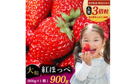 【3月発送/指定日対応】 紅ほっぺ 大粒 900g いちご 冷蔵発送 べにほっぺ 苺 イチゴ 1箱 ゆりかーご 土耕栽培 フルーツ 果物 スイーツ デザート 朝摘み ストロベリー おやつ 完熟 直送 ギフト 家庭用 贈答用 贈答 ギフト 贈り物 甘い ブランド ジャム アレンジ 農家直送 ベリー 産地直送 国産 おすすめ 森木農園 静岡県 牧之原市 ~土耕栽培だから濃くて甘い!~