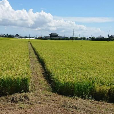 ふるさと納税 行方市 令和7年産新米【栽培期間農薬不使用】こしひかり白米10kg |  | 02