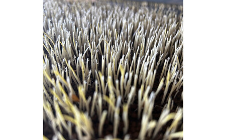 [令和7年産新米]新潟県認証特別栽培米＜定期便＞南魚沼産こしひかり5kgx12回（月1回）