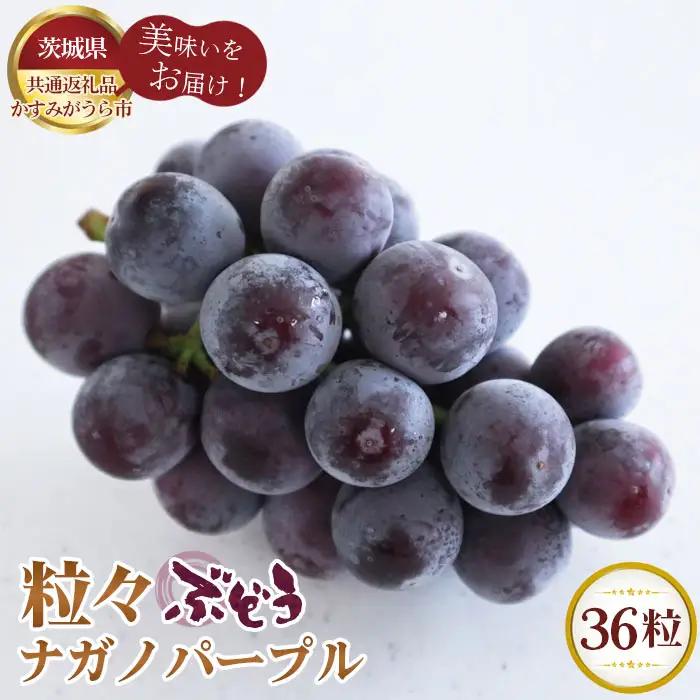 【先行予約】粒々ぶどう36粒　ナガノパープル【茨城県共通返礼品 かすみがうら市】 No.295
