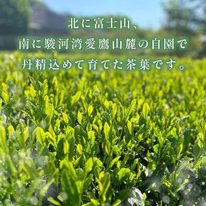 新茶 100g × 3本セット 初摘み 深蒸し 煎茶 緑茶 お茶 茶葉 常温 保存 便利 お試し 簡易包装 静岡 沼津 母の日 父の日