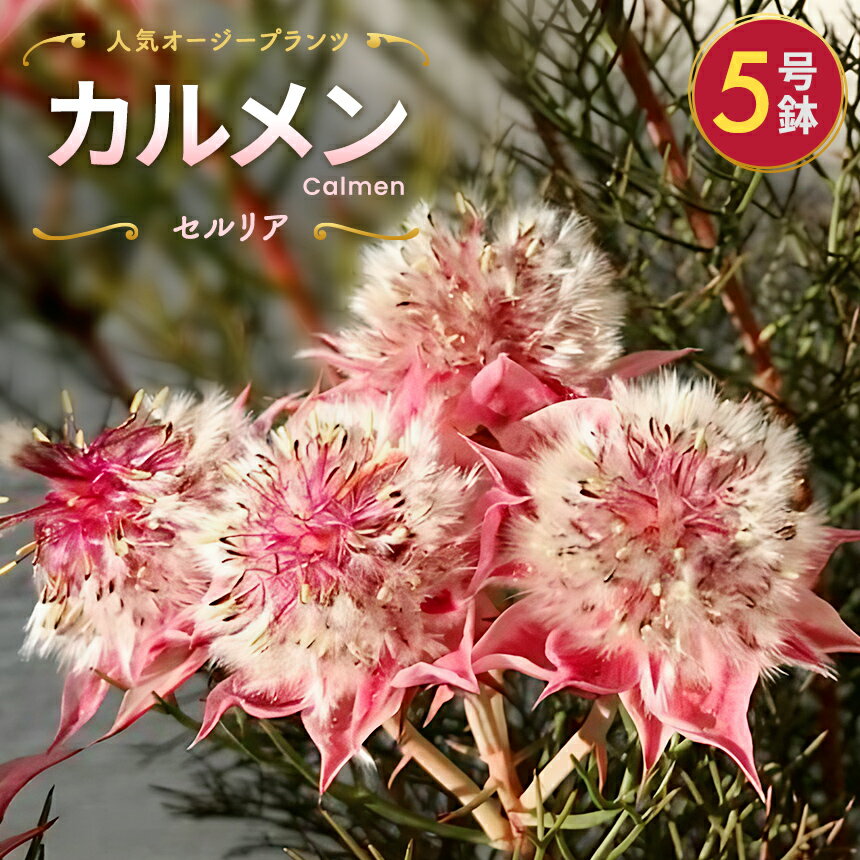 【ふるさと納税】セルリア 5号鉢 カルメン 【先行予約】 | 花 はな フラワー セルリア 苗木 ガーデニング 栽培 品種改良 ピンク 赤 オージープランツ カルメン 長野県 松川村 信州
