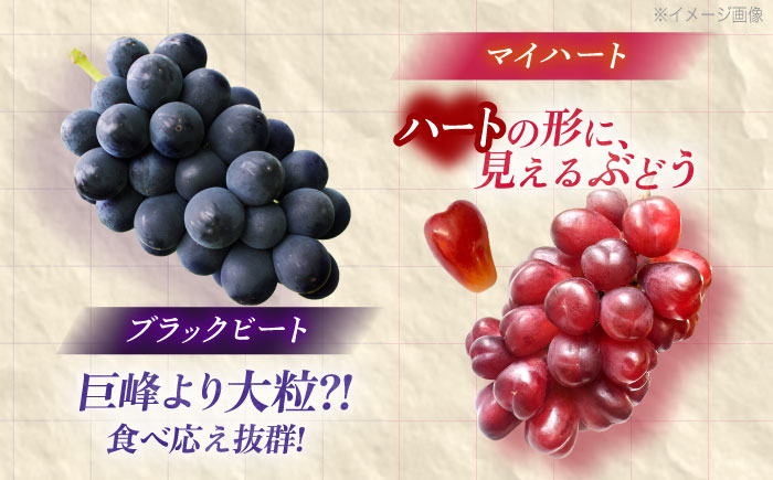 【先行予約/数量限定】＜8月下旬より発送開始＞農家さんおまかせ赤ぶどうと黒ぶどう 2種セット（500～650g）【五反田農園】[OBW005] / ぶどう 葡萄 人気品種ブドウ ぶどう食べ比べ