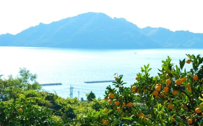 瀬戸内海に浮かぶ離島、大崎上島。『岩﨑農園』は、家族いっしょに大崎上島にIターンした岩﨑さん一家が営む農園です。