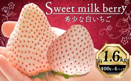 いちご 白いちご 計 1.6kg 計 4 パック 高級 白 イチゴ 苺 セット Sweet milk berry  4 パック 400g × 4 パック フルーツ 果物 ストロベリー 産地直送 国産 スイーツ デザート くだもの イチゴ 果物 贈答用 ギフト 畠農宝 静岡県 牧之原市