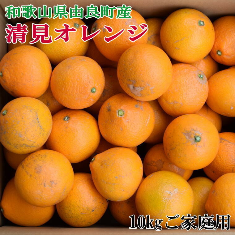 【ふるさと納税】 【訳あり・ご家庭用】和歌山由良町産の濃厚清見オレンジ約10kg ※2026年2月中旬～2026年2月下旬頃より発送予定（お届け日指定不可）