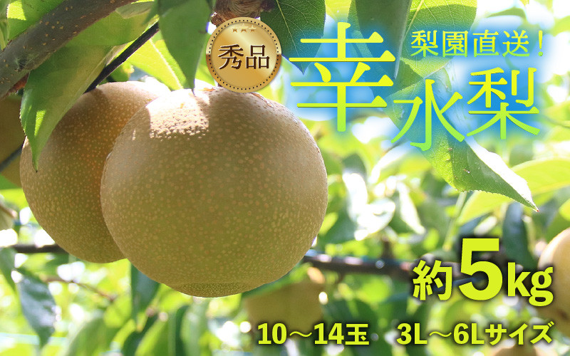 
            【先行予約】上野梨園の幸水梨 10～14玉入 約5kg  3L～6L【秀品】《数量限定》梨園直送！ / 期間限定 果物 フルーツ 農家直送 シャキシャキ もぎたて 旬 お取り寄せ ※2025年8月下旬より順次発送
          