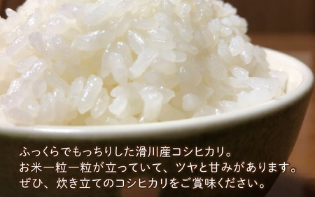 滑川産コシヒカリ（精米20kg）【通年発送】[D-007001]