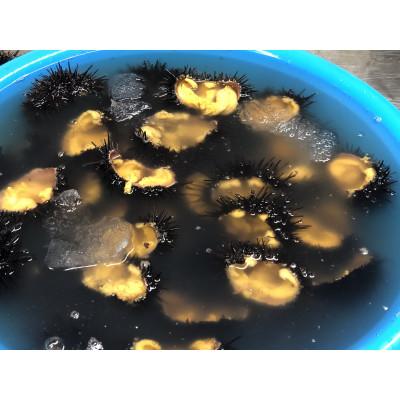 ふるさと納税 田野畑村 塩にこだわり! 塩うに 2本 |  | 02