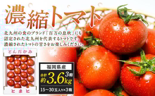 福岡県北九州市若松区産 若松濃縮トマト 約3.6kg 【1.2kg箱（15玉～30玉入り）×3箱】【2026年3月上旬～6月下旬発送予定】とまと トマト 野菜 国産 北九州市産