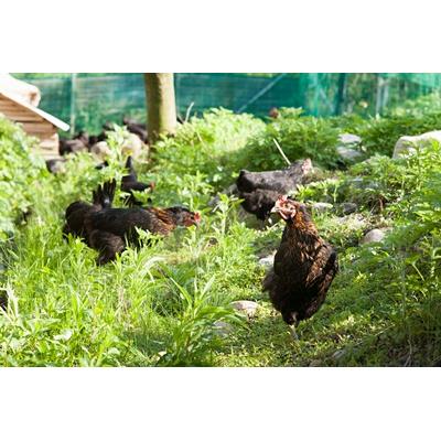 ふるさと納税 阿賀野市 地鶏と軍鶏のハンバーグセット ひよころ鶏園 |  | 02