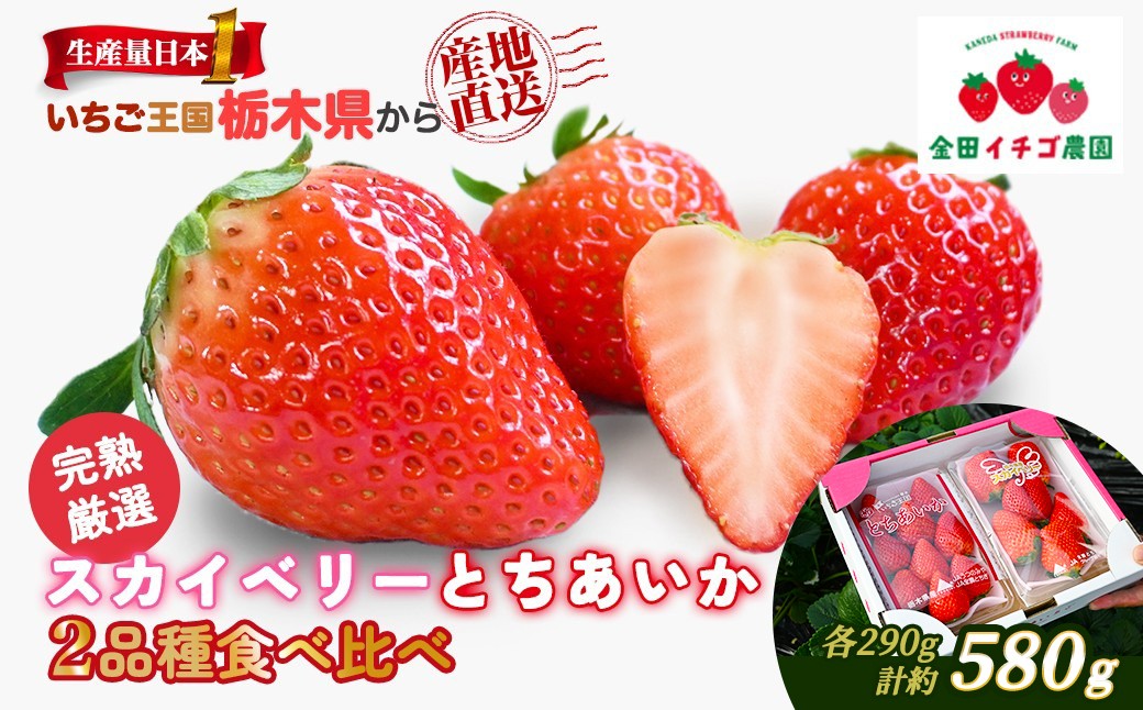 
                  【数量限定】 いちご食べ比べセット スカイベリー290g＆とちあいか290g | いちご イチゴ 苺 大粒 大きい 赤い 甘い 完熟 厳選 評判 新鮮 フルーツ 果物 スイーツ 好評 人気 アフター対応あり 生産量 日本一 栃木県産 糖度 濃厚 いちご王国 栃木県 ※2026年12月～発送
                