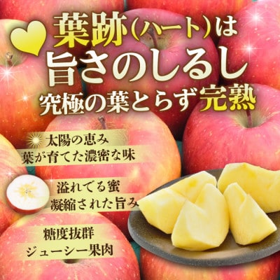 【4月出荷予定】平均糖度13度以上! 葉とらずサンふじ 約10kg 訳あり クール便 青森県産りんご【配送不可地域：離島・沖縄県】