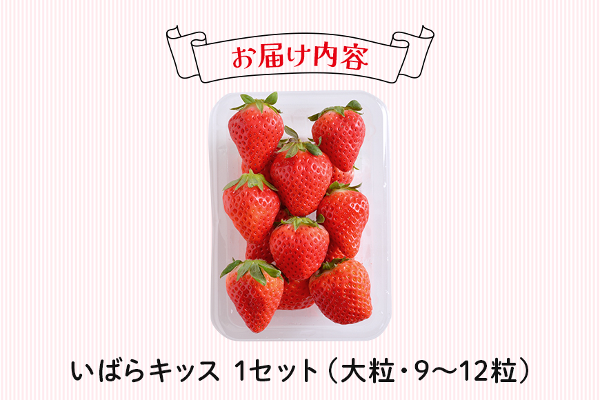 いばらキッス1セット（大粒9～12粒） いちご イチゴ 苺 旬 フルーツ 青果 果物 デザート 茨城 冷蔵 【たつのくち農園】【ho1464】