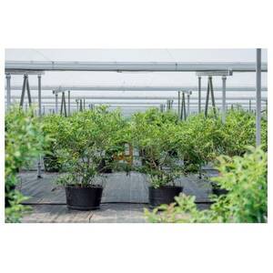 冷凍ブルーベリー 計300g 徳島県産【配送不可地域：離島】【1676785】