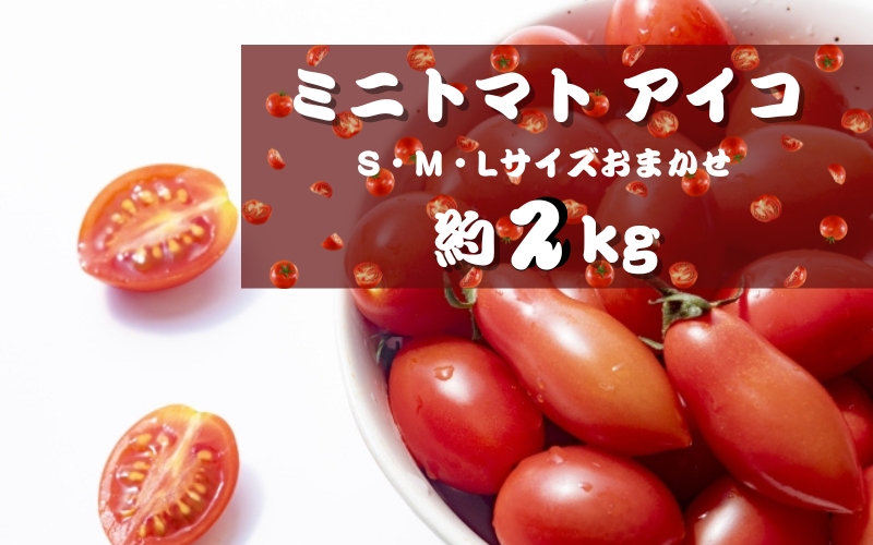 ミニトマト アイコ (松トマト） 約2kg（S・M・Lサイズおまかせ）【4月発送】【sml131B-4】