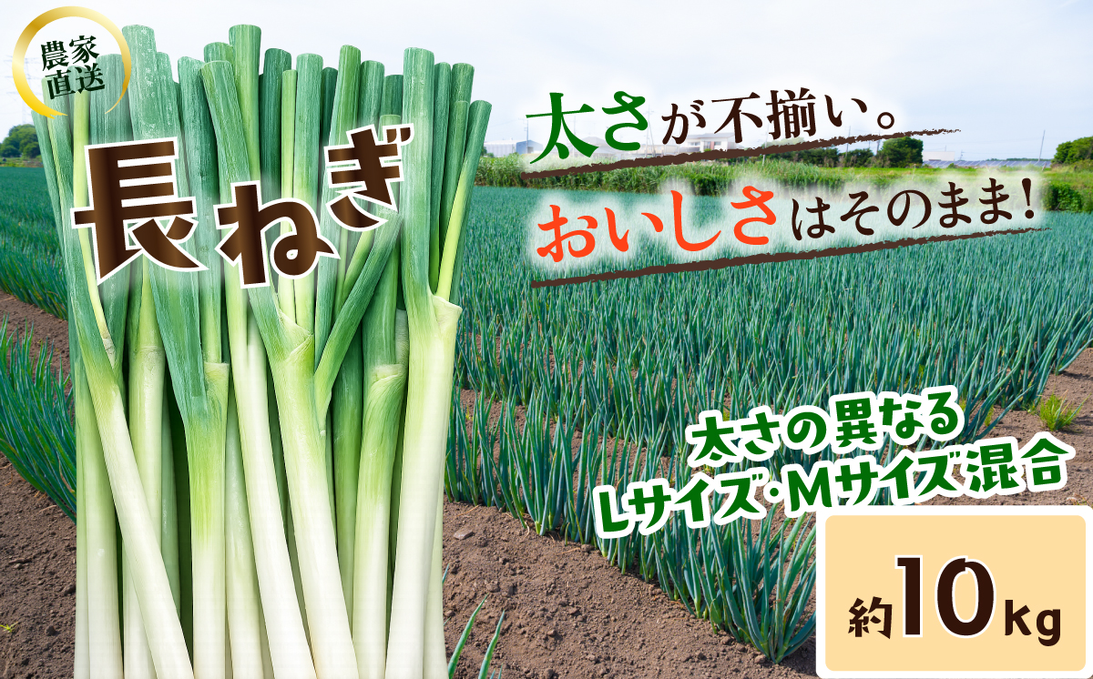 長ねぎ《容量が選べる！》茨城県産 5kg / 10kg【茨城県 下妻市産 長ねぎ 長ネギ 長葱 白ねぎ 白ネギ 白葱 ねぎ ネギ 葱 野菜 採れたて 旬野菜 季節の野菜 鍋 おすすめ】 10kg | 