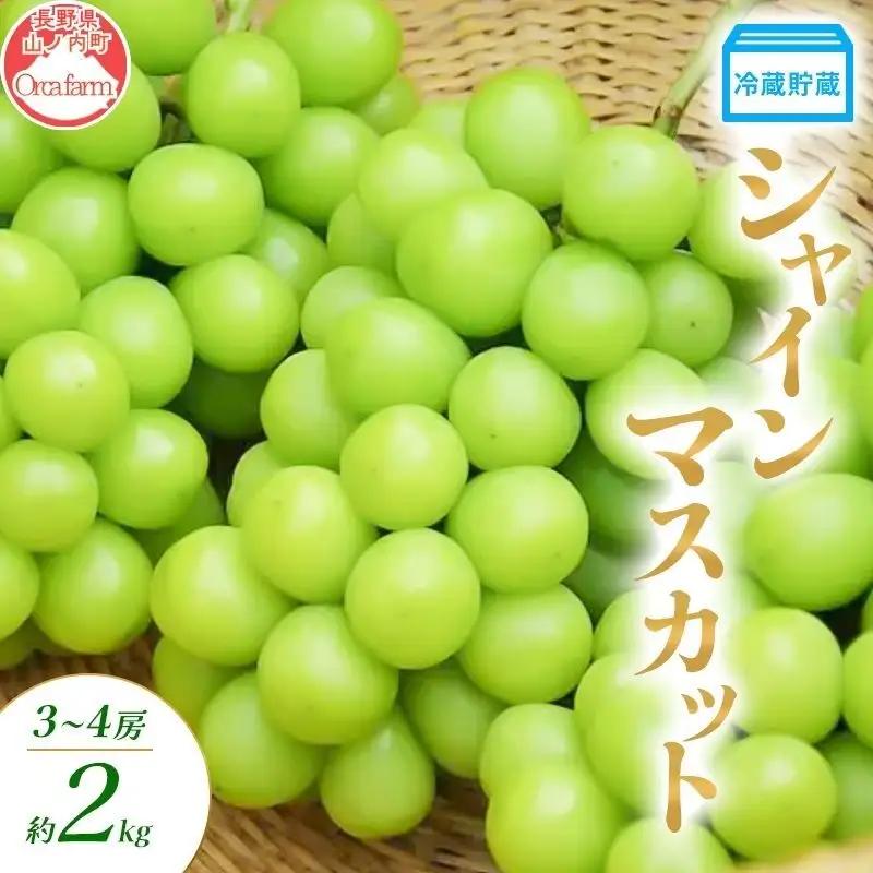 ぶどう 冷蔵貯蔵 シャインマスカット 3～4房 2kg ぶどう