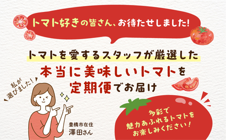 トマト大好き定期便  3回お届け トマト ミニトマト フルーツトマト 食べ比べ 高糖度 ぷちぷよ ファーストトマト とまと 旬 先行予約 期間限定 お楽しみ トマト定期便 定期 3回 3ヵ月 希少品種