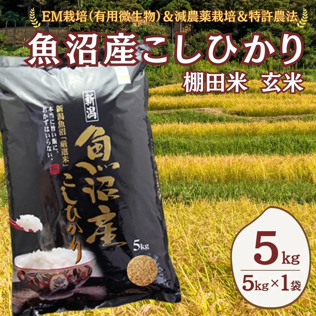 【令和8年 先行予約】魚沼産コシヒカリ棚田米 玄米5kg(5キロ×1) 佐藤農場 | 新潟県産 コシヒカリ おこめ