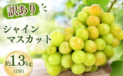 【農家直送（収穫日に発送）】訳アリ シャインマスカット 1.3kg | 訳あり 訳アリ シャインマスカット 種なし ぶどう 詰め合わせ  農家直送 収穫日発送 新鮮 フルーツ 果物 お取り寄せ 季節限定 愛知県 豊田市