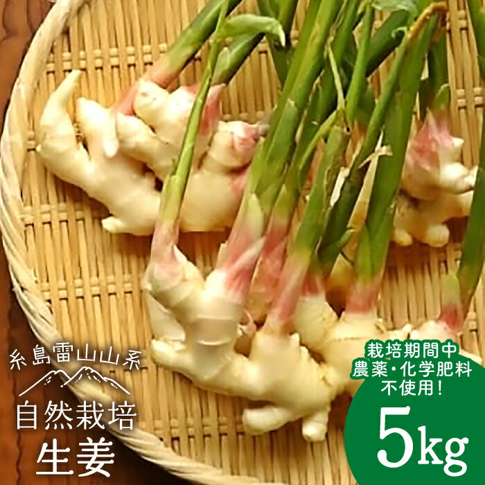 【ふるさと納税】糸島産 生姜 5kg 自然栽培 ≪糸島≫【大石ファーム】 [ATE011] 常温 36000円 3万6千円