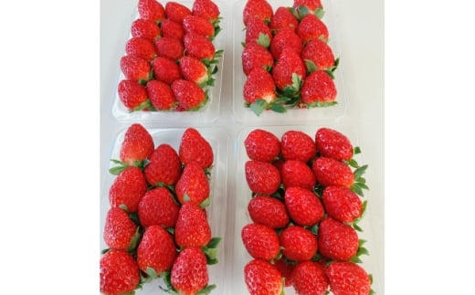 ＜2025年11月下旬出荷開始＞総重量約1000g　掛川市産・紅ほっぺ レギュラーパック 4パック入【1635351】