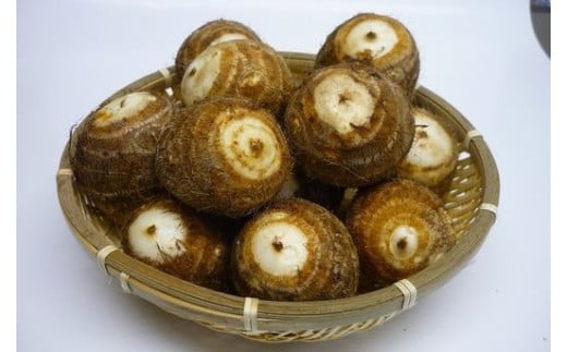 さといも「帛乙女（きぬおとめ）」 2L・5kg 五泉ブランド野菜 里芋 サトイモ 贈答用 新潟県 五泉市 五泉市園芸組織連絡協議会