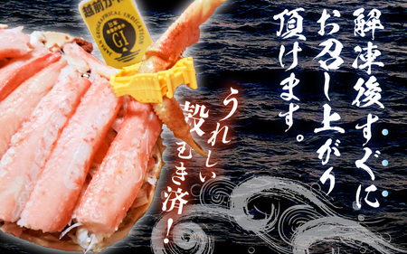 【先行予約】せいこがに（越前がに） 甲羅盛り 中 約80g × 3杯 【冷凍】【2026年11月下旬以降順次発送予定】せいこがに [m36-c001]