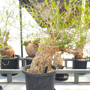 オペルクリカリア・パキプス「塊根植物の王様」(発根管理済) H005 [0427ch]