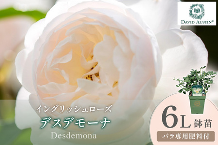 【イングリッシュローズ】デビッド・オースチン デスデモーナ 6L鉢苗（バラ専用肥料付）【025D-045】