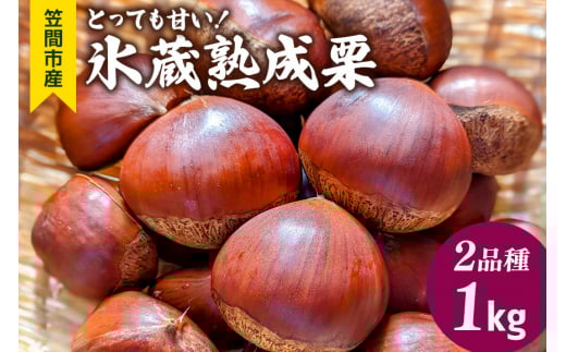 とっても甘い！氷蔵熟成栗 2品種 1kg ふかさわ農園 笠間の栗ブランド認証栗 栗 熟成 氷蔵 とっても甘い 1kg 10月10日以降発送予定 笠間市 茨城県