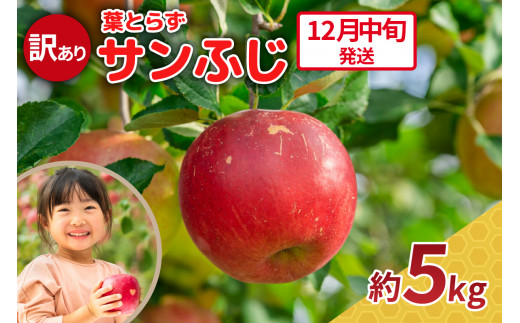 【2026年12月中旬発送】りんご 5kg 程度 葉とらず サンふじ 11月 12月 訳あり 青森産 りんご ふじ 【 サンふじりんご 葉とらずりんご リンゴジュースやお菓子作りにも くだものフルーツ果物林檎約5kg 】