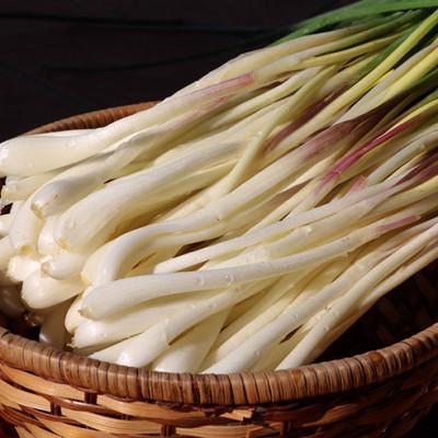 ふるさと納税 八重瀬町 【限定100セット】沖縄県八重瀬町産　島らっきょう約2.4kg |  | 01