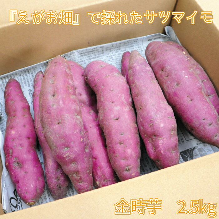 【ふるさと納税】 サツマイモ さつまいも 金時芋 芋 いも イモ 2.5kg えがお畑 就労支援 支援 ホクホク 天ぷら 大学いも スイートポテト ふるさと納税 送料無料 【四国中央市 日本一 紙のまち】