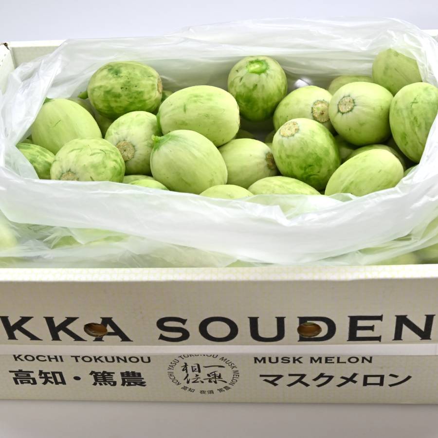 ＜一果相伝＞『つるかめろんの玉子』(摘果メロン)10kg