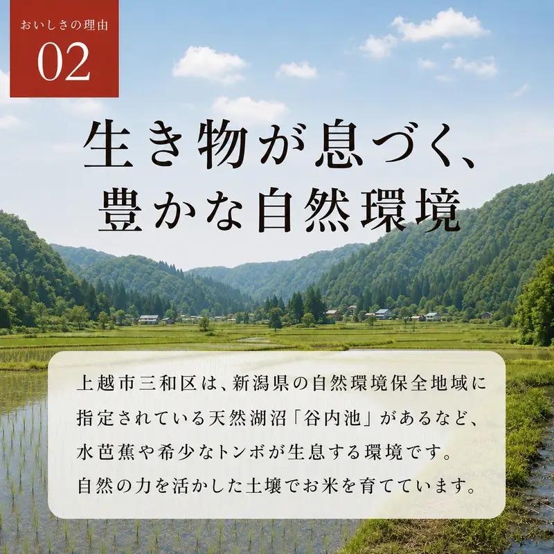 【先行予約】新米 コシヒカリ 20kg 秋山農場 コシヒカリ