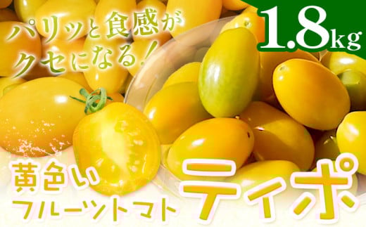 パリッと食感の黄色いフルーツトマト ティポ 1.8kg (1箱) 《10月中旬～5月末頃出荷》ジャム さっぱり 黄色い トマト 野菜 茨城県産 結城市産 国産 さっぱり 酸味が少ない 日持ち 食材 サラダ トッピング 料理
