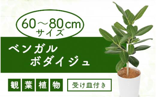 
【観葉植物】ベンガルボダイジュ(フィッカス・ベンガレンシス)60cm～80cm(Green Base/014-1478) 南国鹿児島県で育った 観葉植物！植物 鉢付 インテリア 室内 オフィス おしゃれ プレゼント ギフト 開店祝い 移転祝い マイナスイオン【配送不可地域：北海道・沖縄県・離島】
