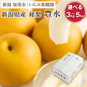 【ふるさと納税】【2025年先行予約】【厳選】新潟県産 和梨 豊水 選べる内容量 「3kg」or「5kg」《9月上旬以降発送》果物 フルーツ ほうすい 加茂市 いたみ果樹園