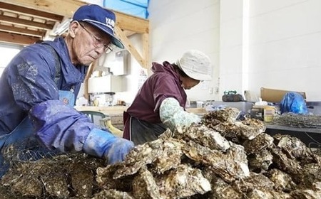 産地直送！ 加熱用 【訳あり】不揃いの殻付き牡蠣３㎏（ 冷凍 ） 【 訳あり 国産 三陸産 天然 牡蠣 かき 殻付き 人気 グラタン 海鮮 お刺身 魚介 魚介類 BBQ バーベキュー フライ 】 岩手